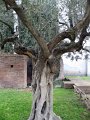 Roman Forum - Palantino-32